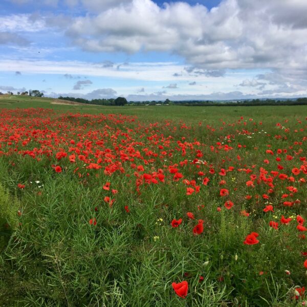 Poppies in a field